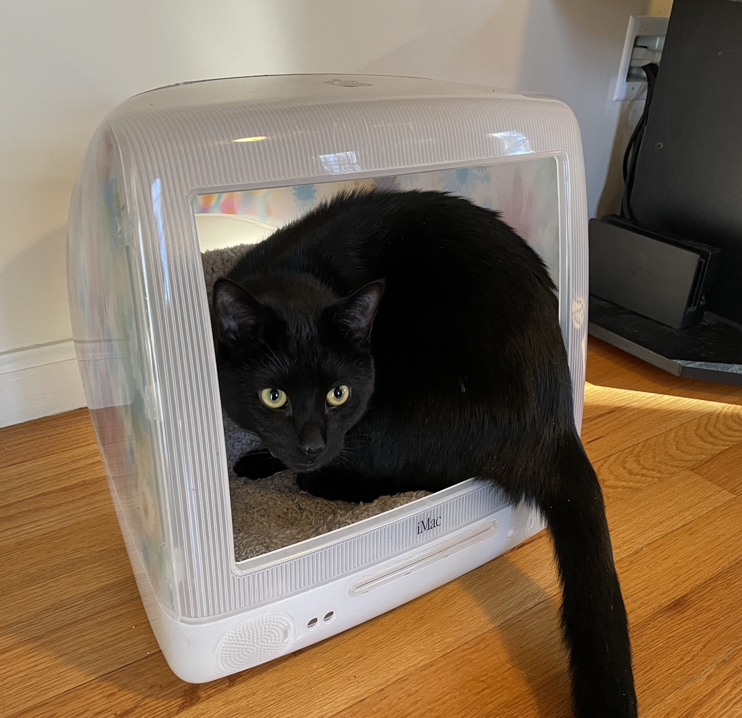 A cat inside a converted iMac G3.