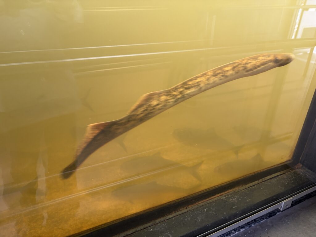 Lamprey waiting in the elevator.