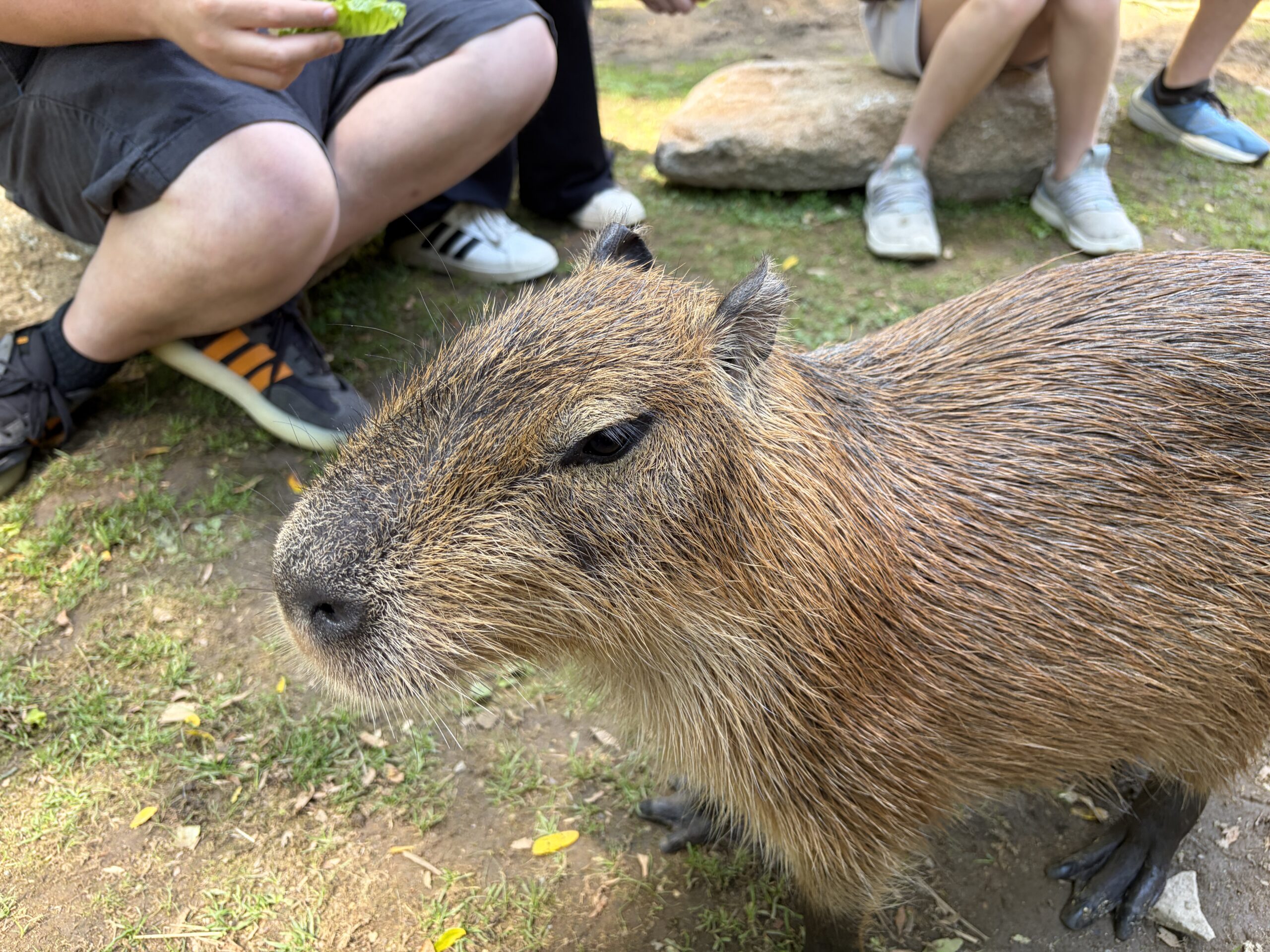 Closeup of a capybara.