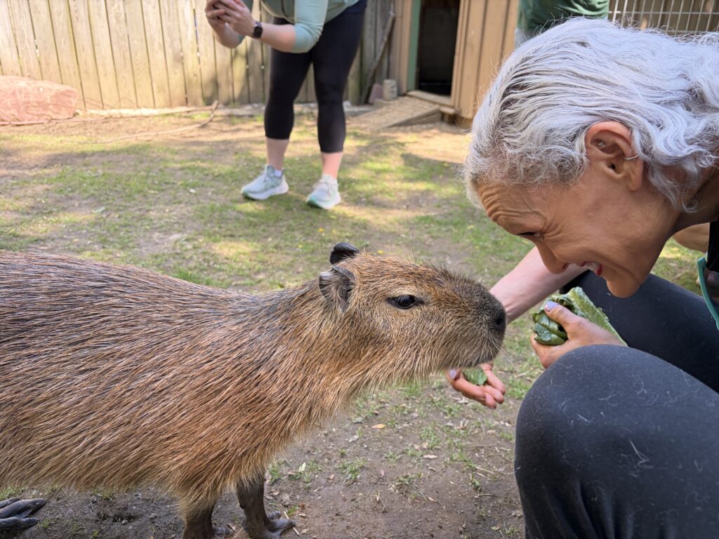 Up close with a capybara.