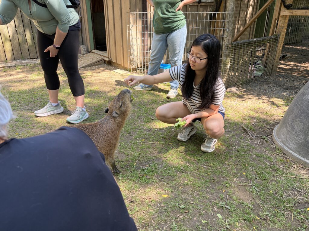 Feeding a capybara.