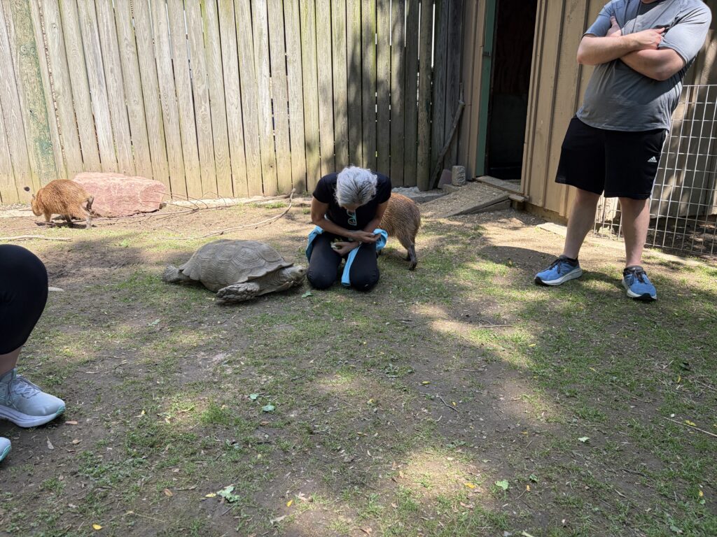 Visiting a tortoise at the zoo.